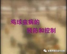 夏季球蟲到底該怎么預防治療？都在這里！