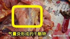 家禽氣囊炎其實(shí)不難治，找對(duì)方法最重要！