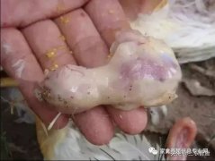 肉雞最頭疼的還是腺肌胃炎，到底該怎么解決？